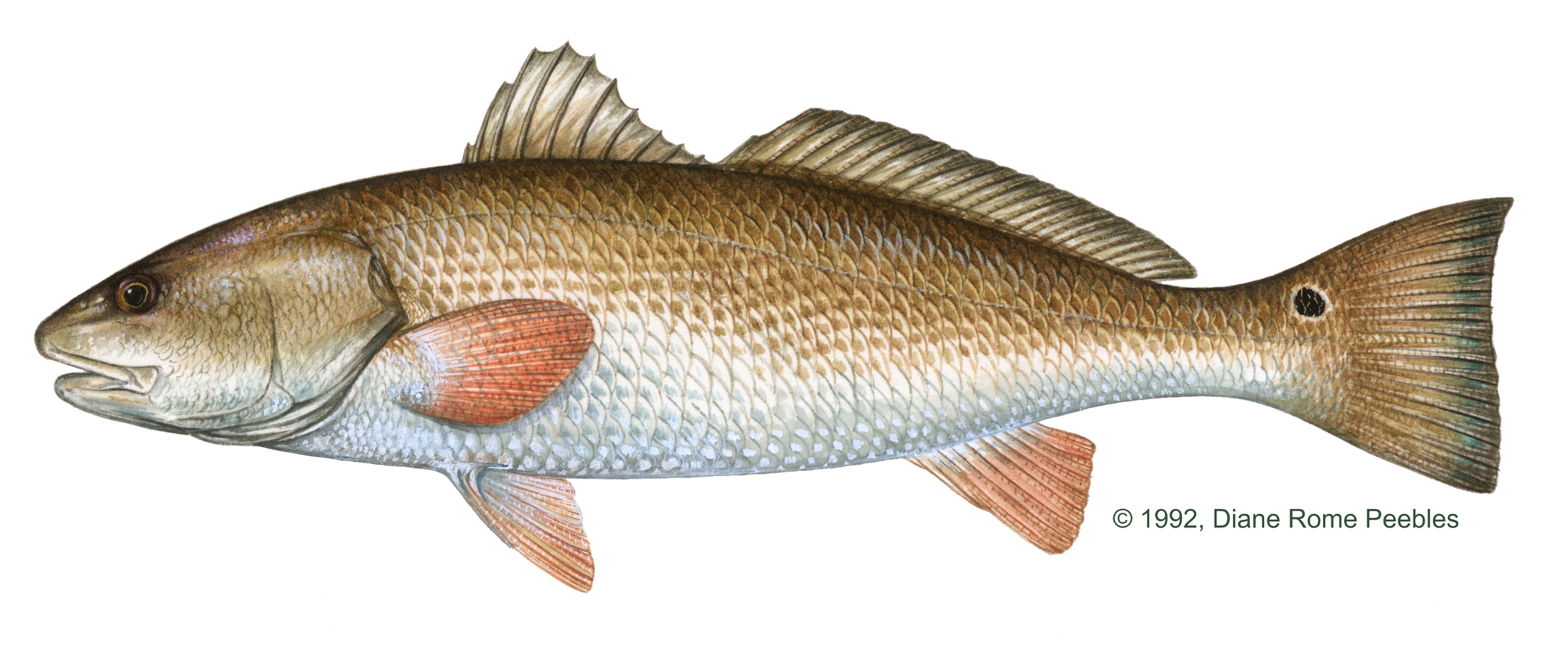 Red Drum (Redfish)